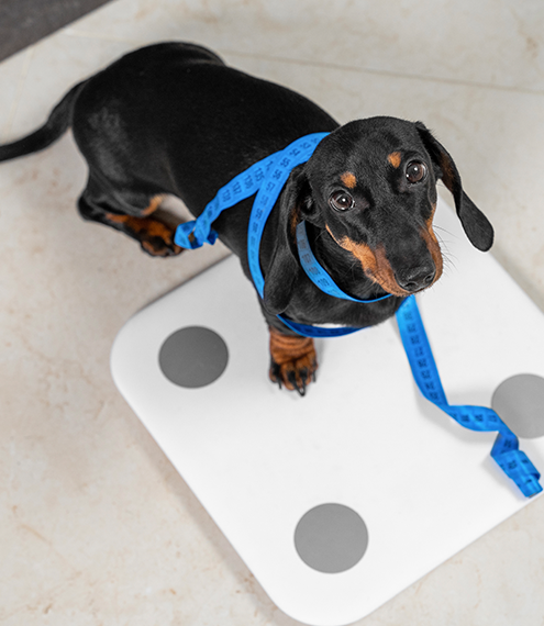 síntomas de diabetes en perros