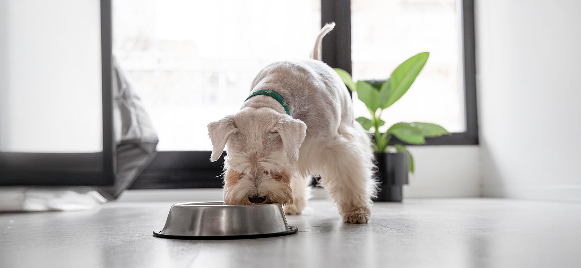 salud digestiva canina