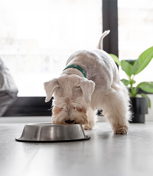 salud digestiva canina