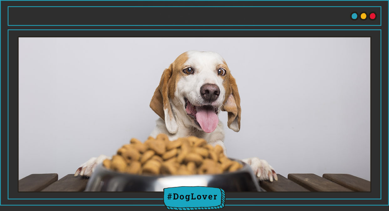 alimentación para la digestión del perro