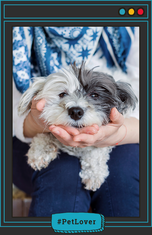 causas de epilepsia en perros