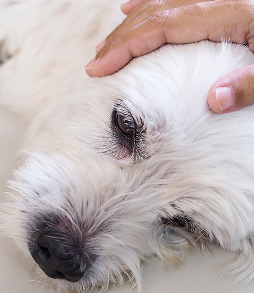 convulsiones en perros
