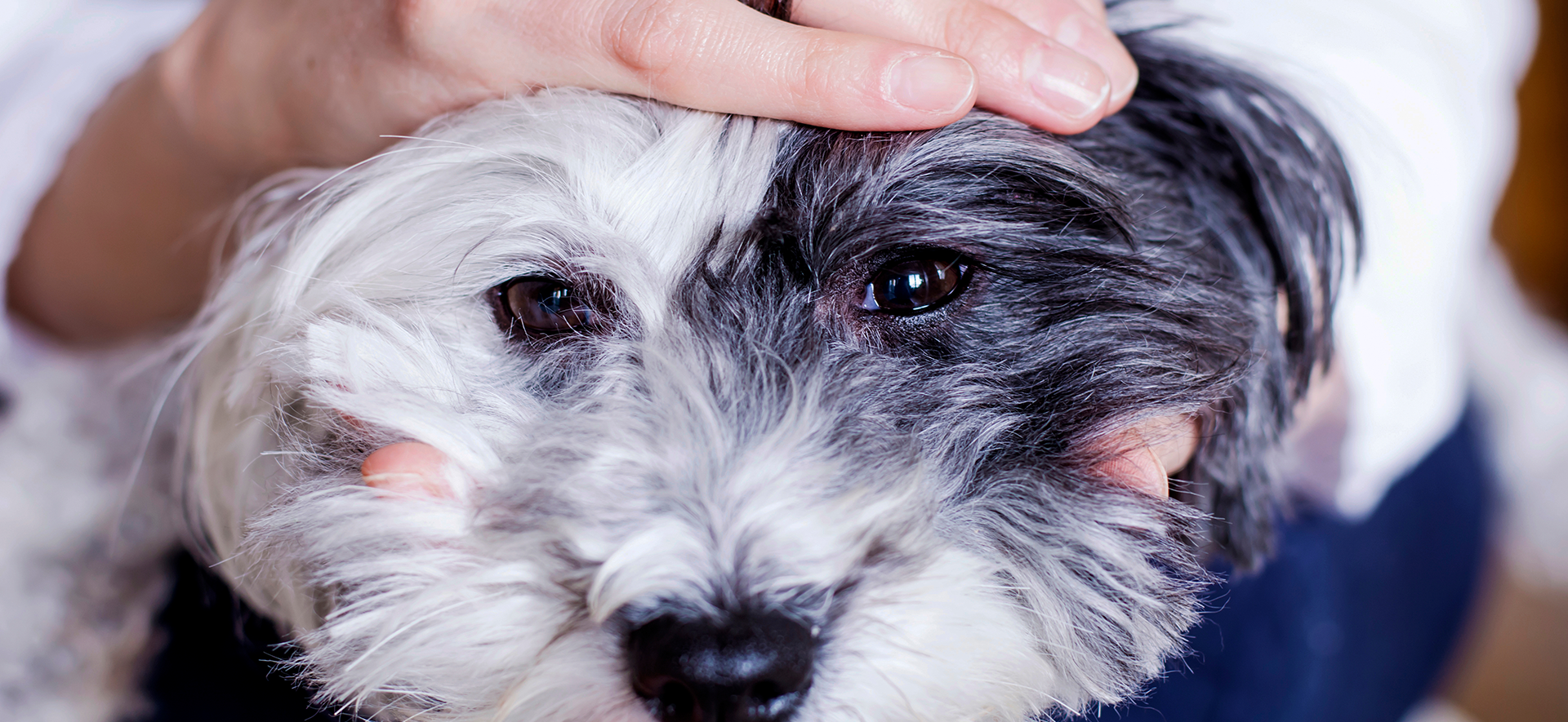 convulsiones en perros