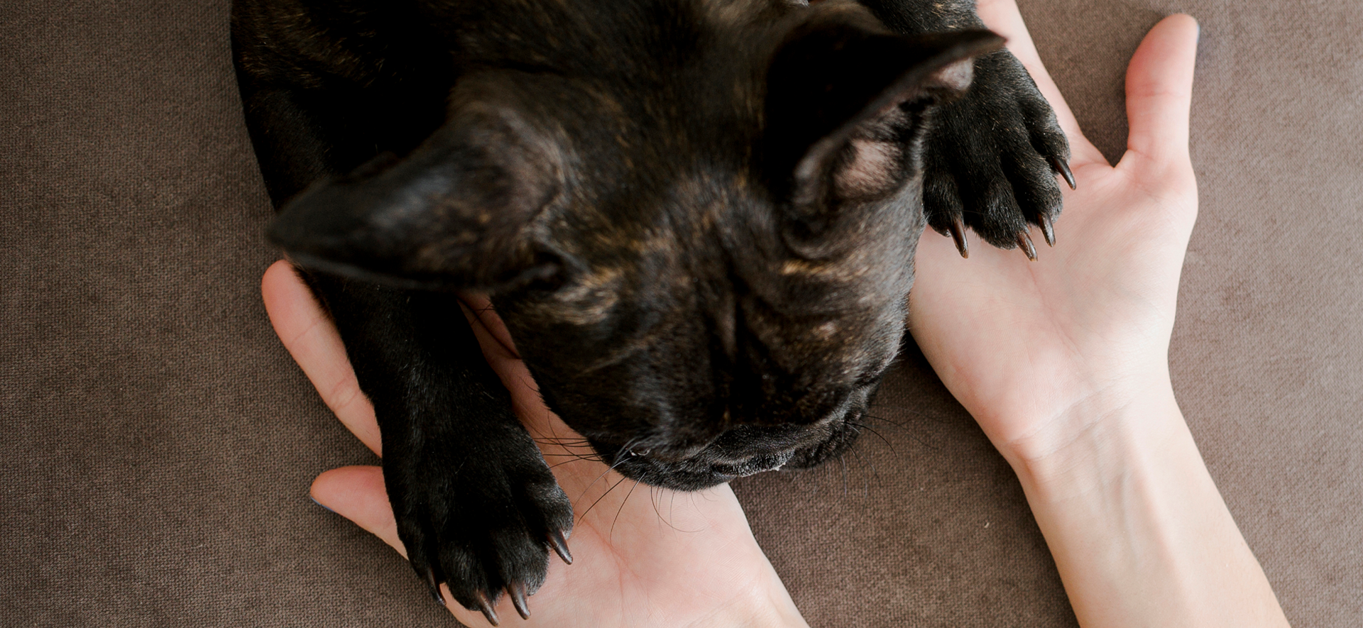 hongos en las almohadillas de los perros