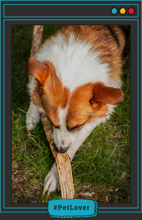 vínculo con tu perro a través del juego