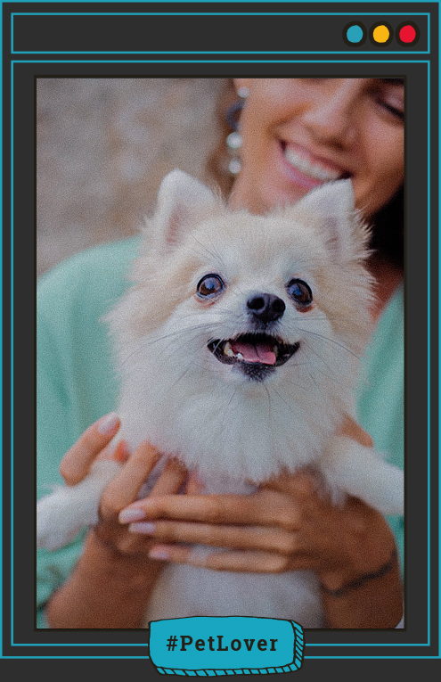 ¿Cuántas veces hay que darle de comer a un cachorro?