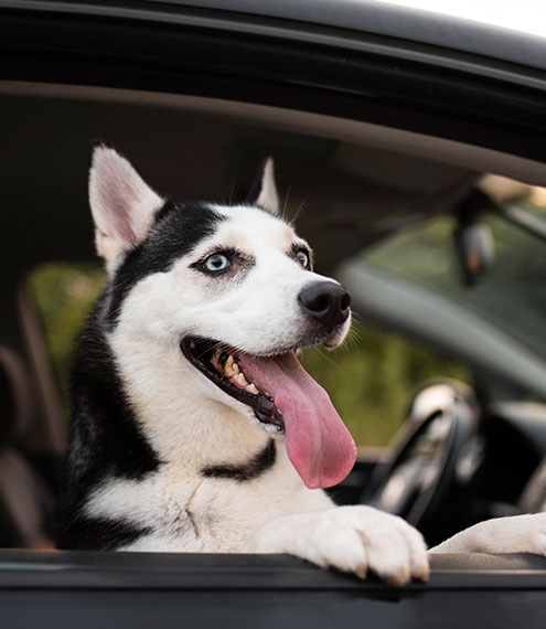 cómo viajar con un perro seguro