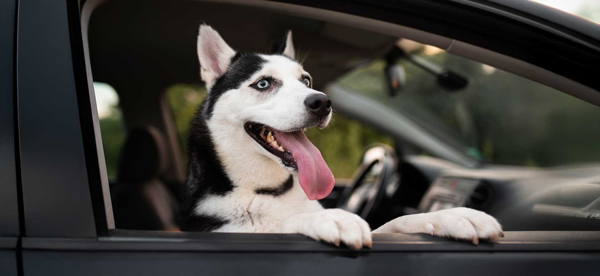 cómo viajar con un perro seguro