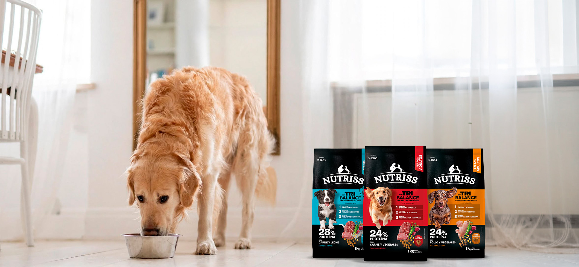 cambio de alimento para perros