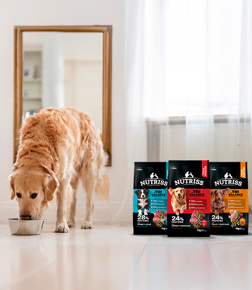 cambio de alimento para perros