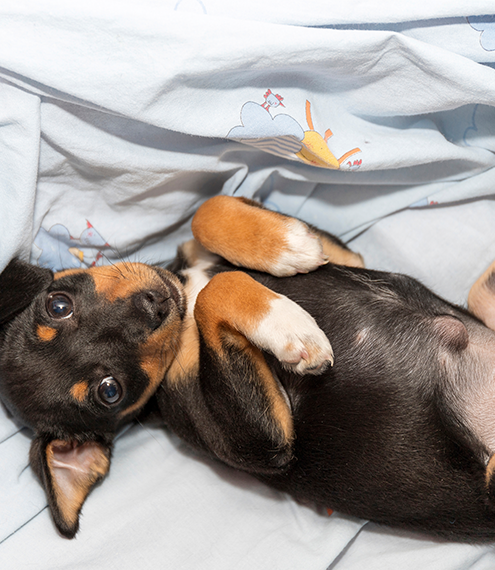 hernia umbilical en cachorros