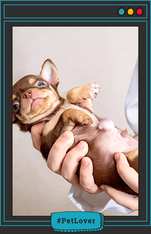  hernia en perros