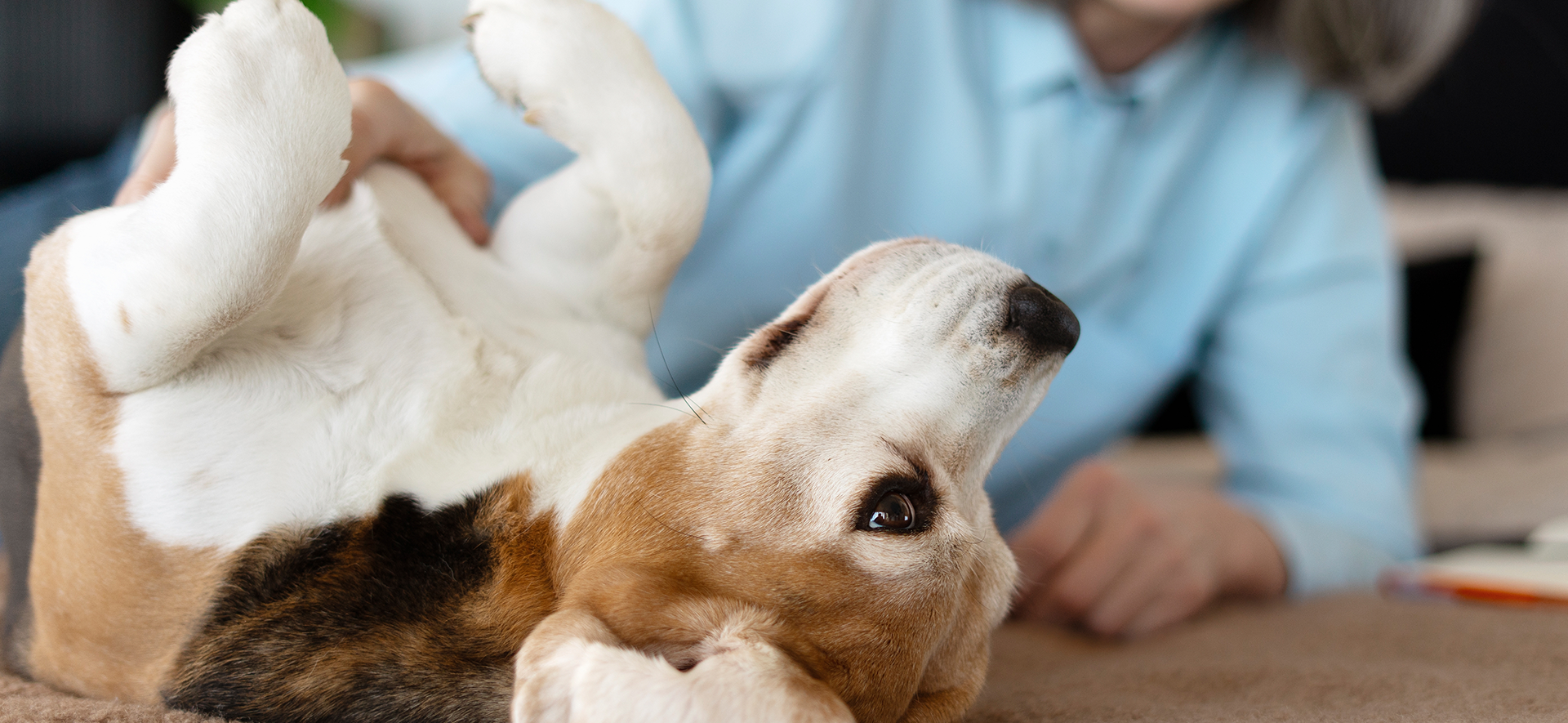 hernia umbilical en cachorros