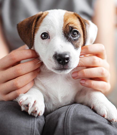 relación perro humano