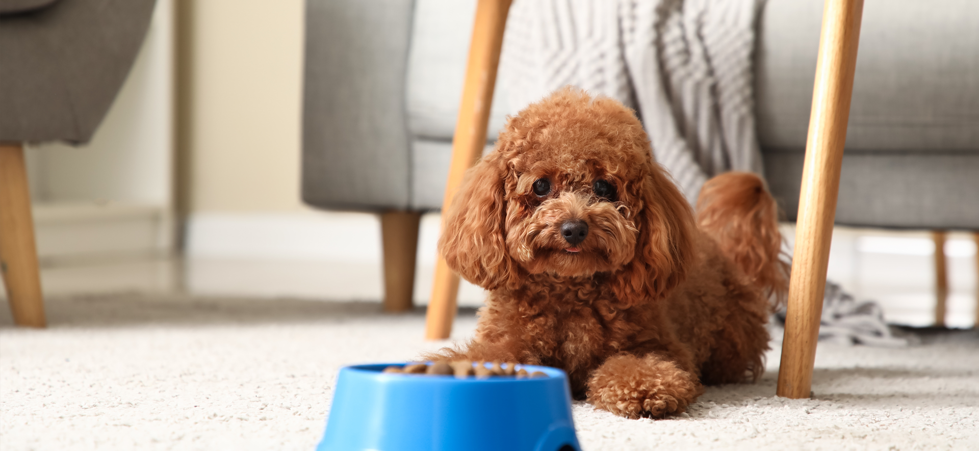 comida saludable para perros