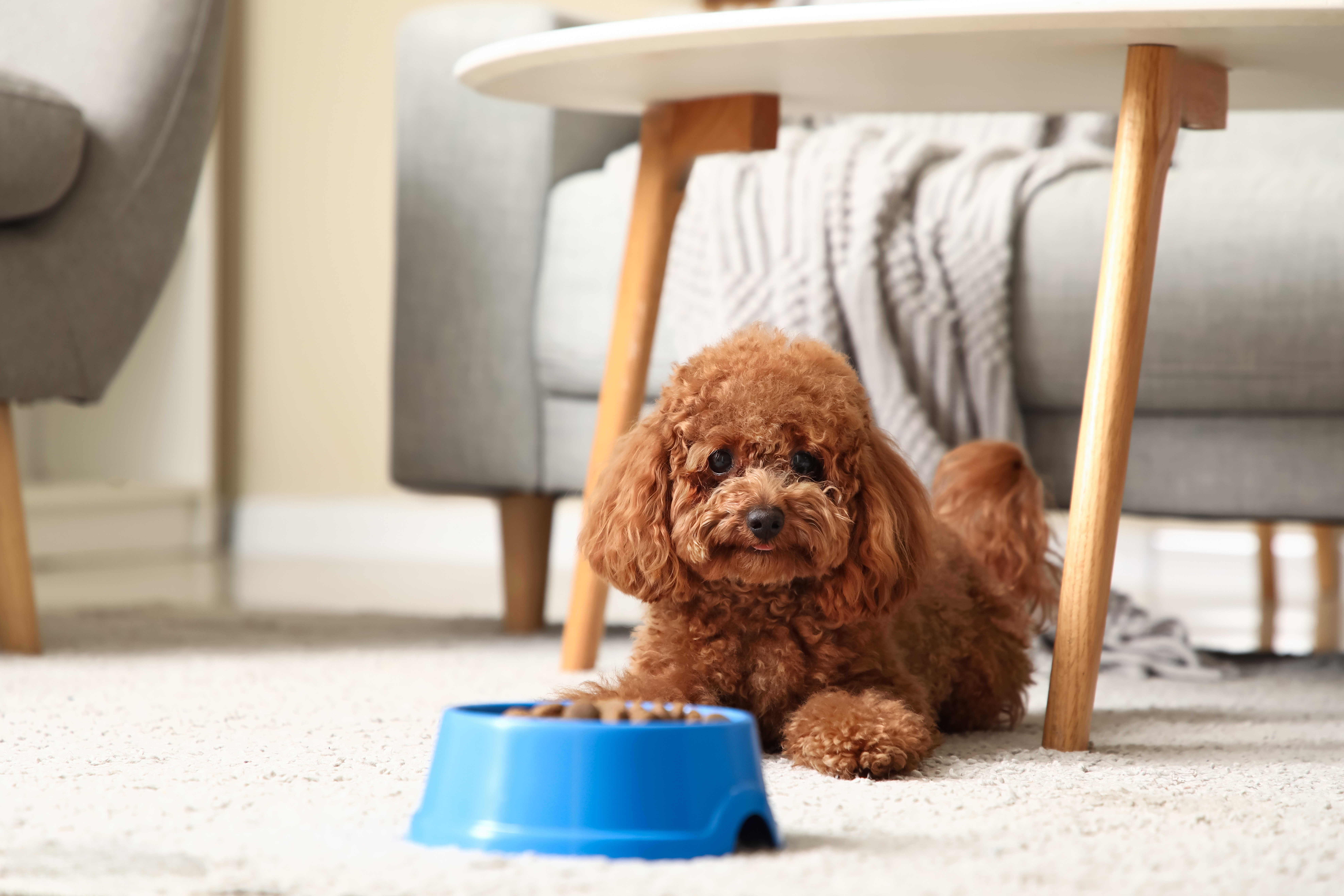 comida saludable para perros