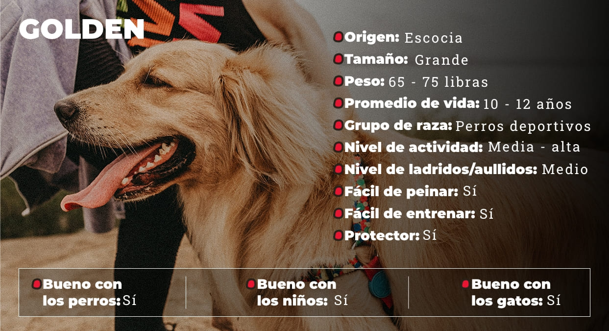 Golden Rasa La raza de perro Golden Retriver