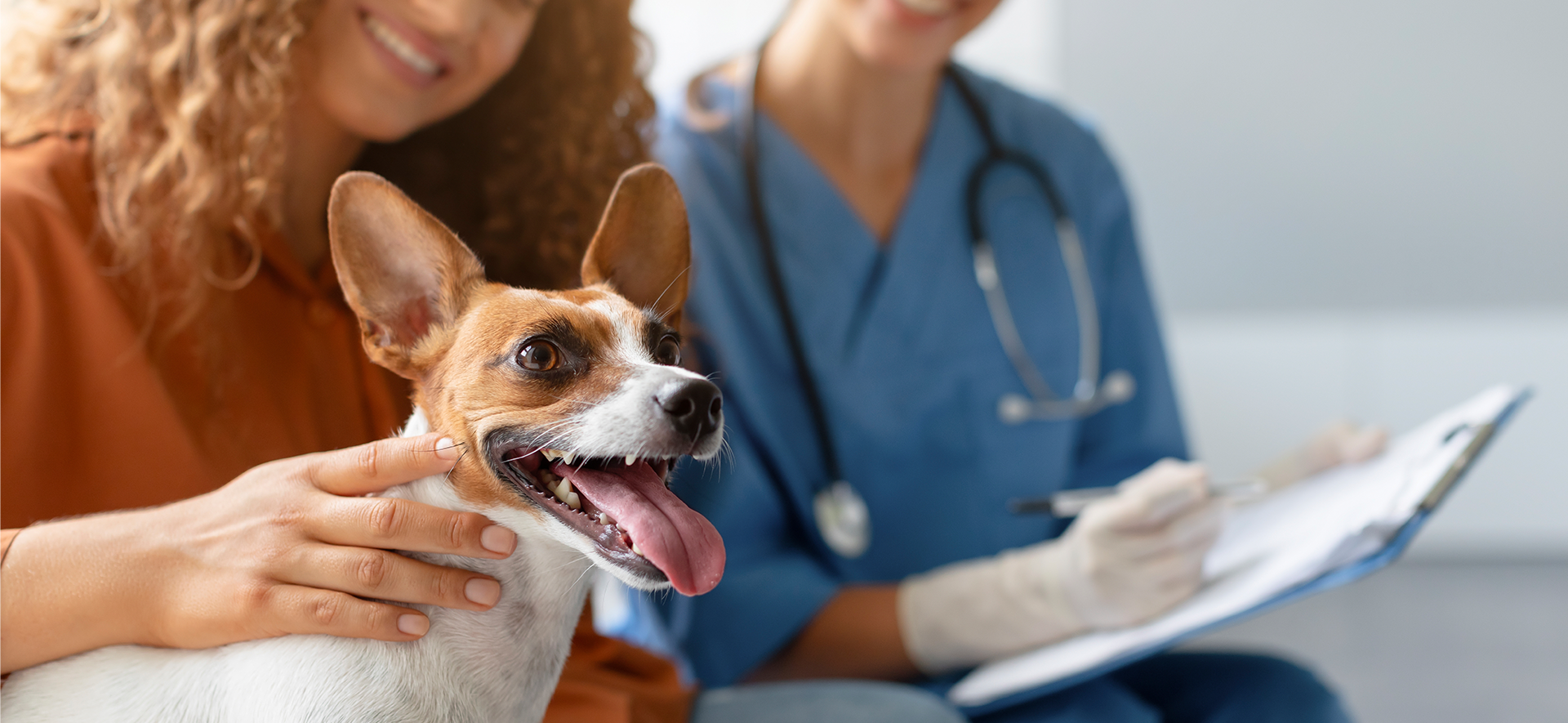 laringitis en perros