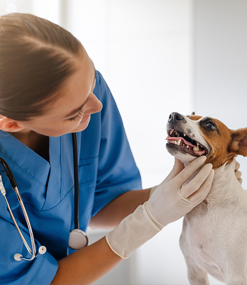 laringitis en perros