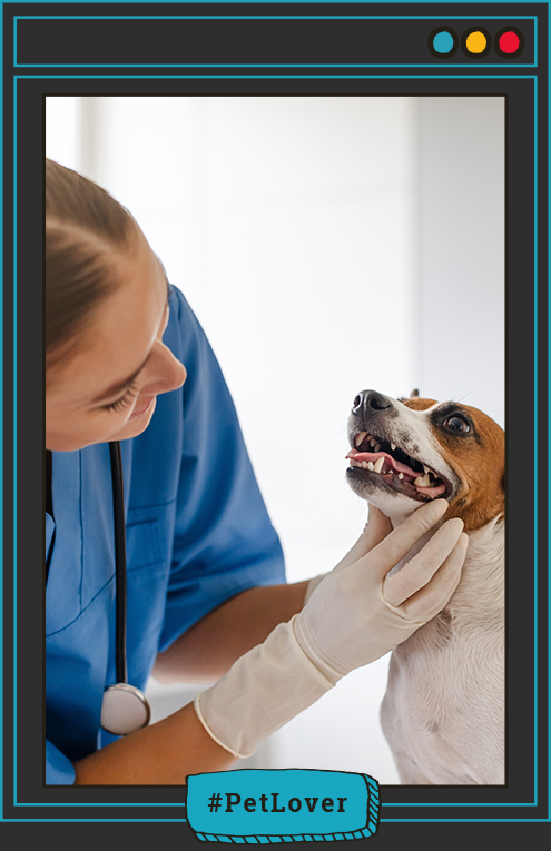 síntomas de laringitis en perros