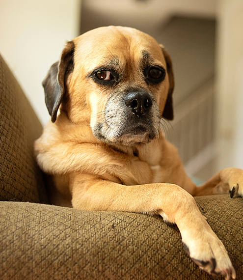  comportamiento de los perros