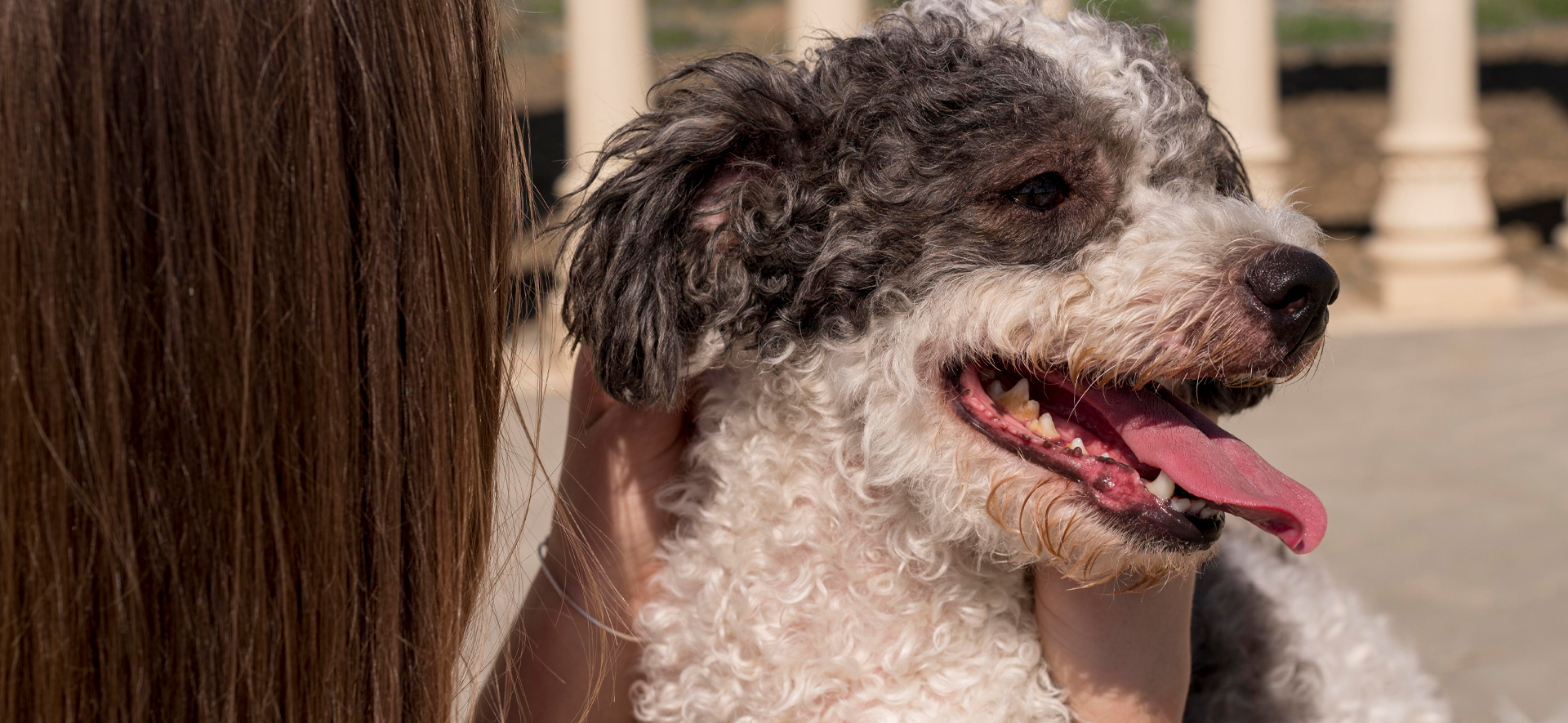 Cómo manejar la agresividad en perros pequeños