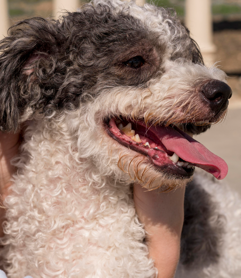 Cómo manejar la agresividad en perros pequeños