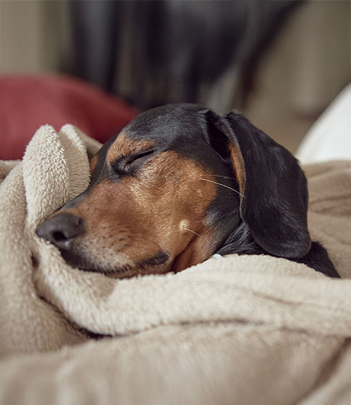 Mantás refrigerantes para perros