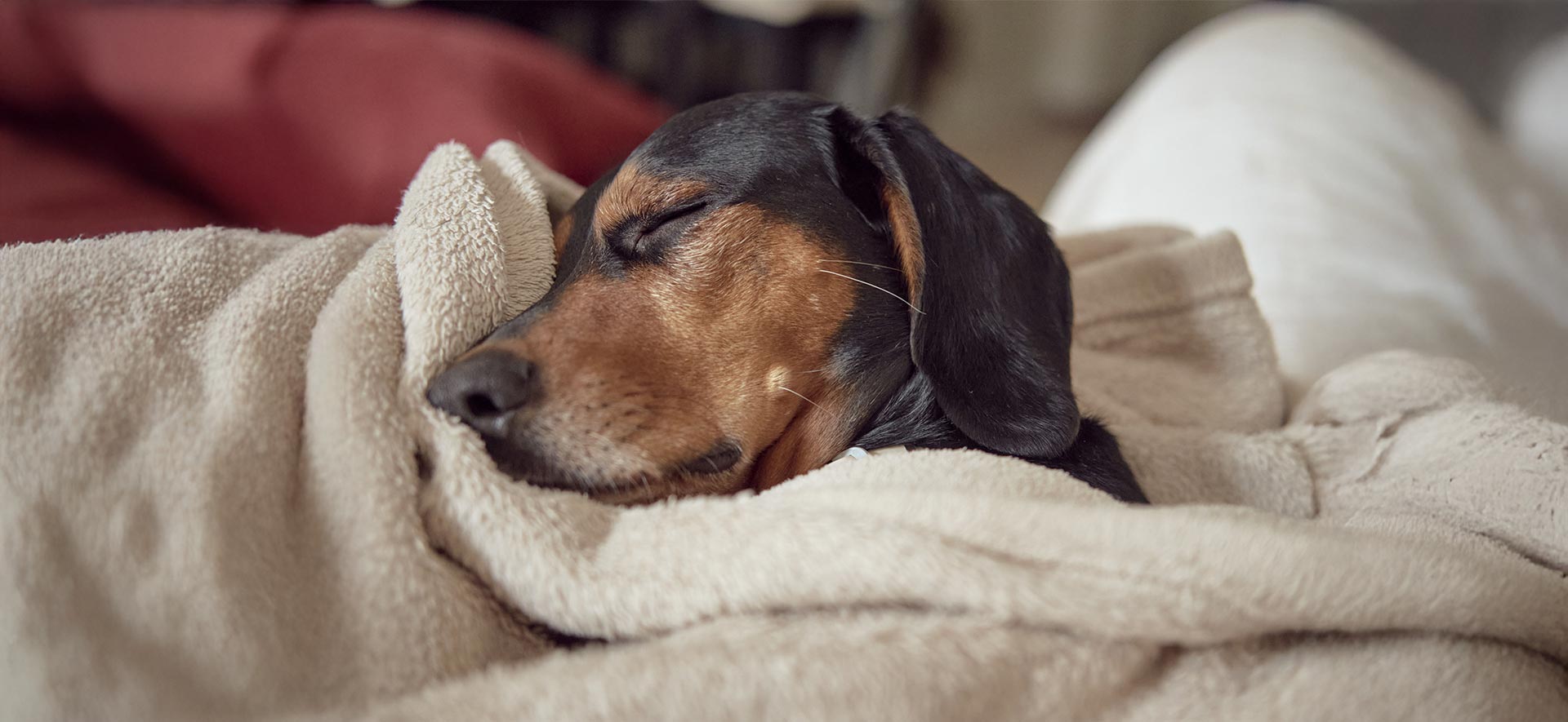 Mantás refrigerantes para perros