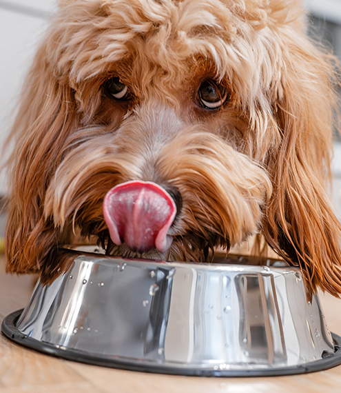 alimento seco y húmedo para perros