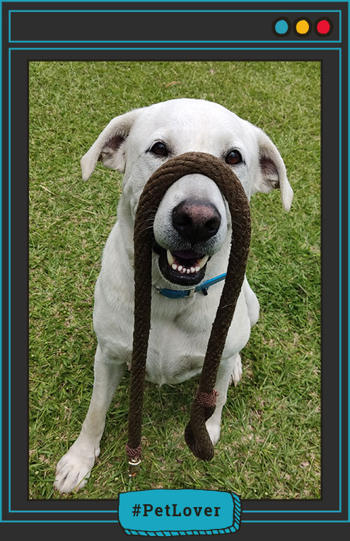 signos de envejecimiento en perros