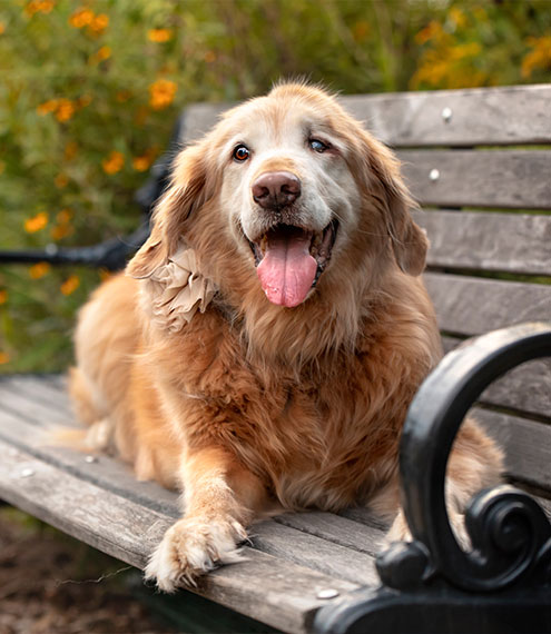  alimentación para perros senior