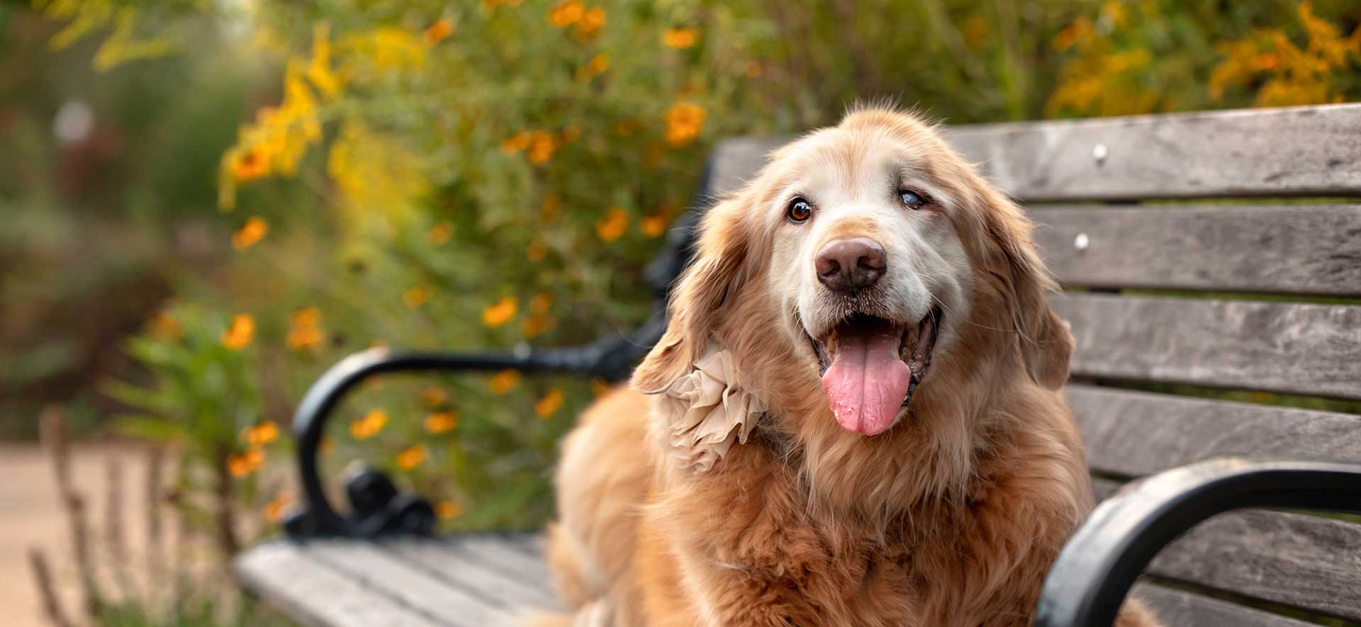 alimentación para perros senior