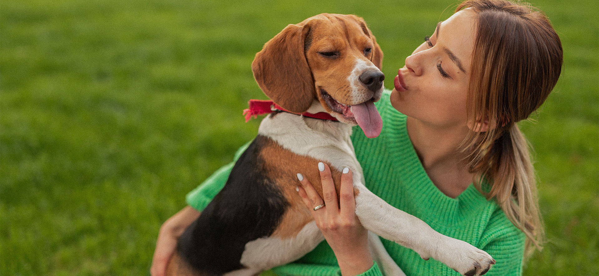 ¿Qué alimentos son buenos para la neutropenia de mi perro?