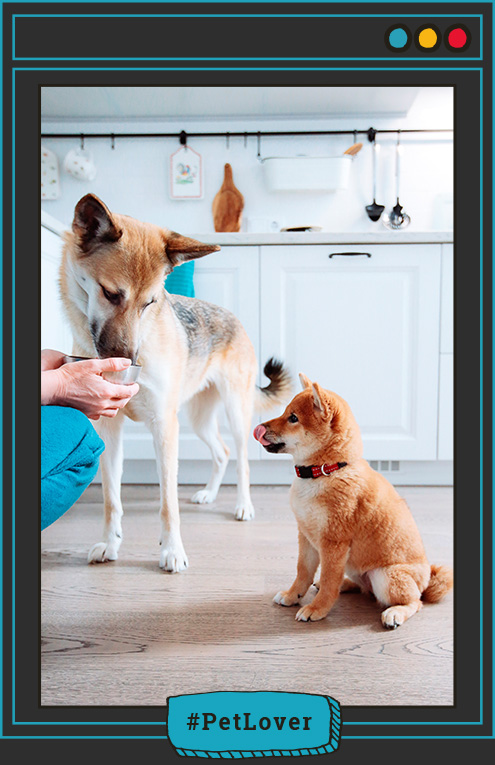 nutrición para perros