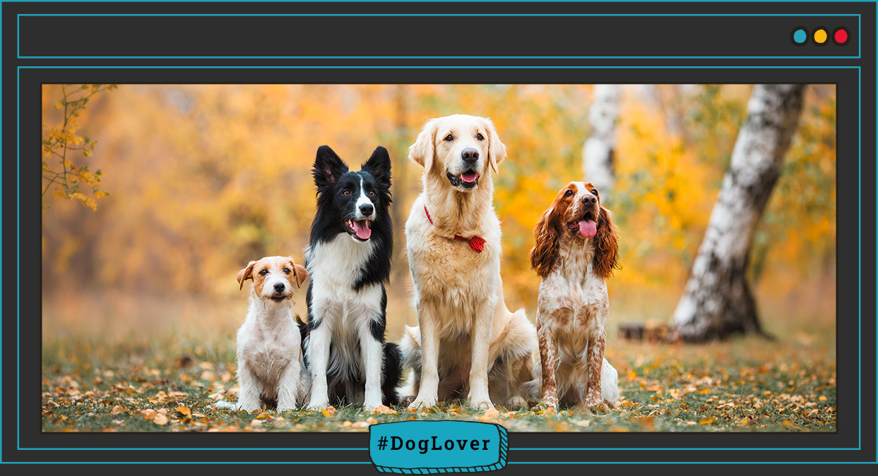 alimento para perros senior