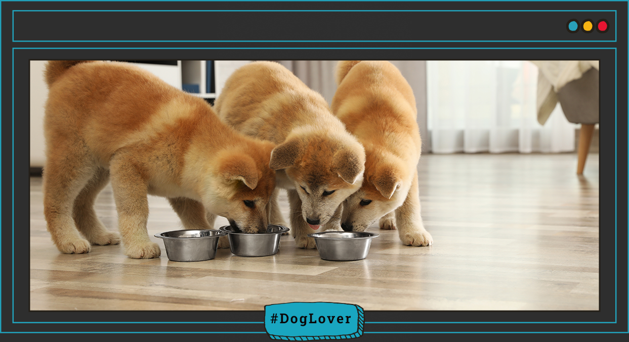 alimentación saludable perros