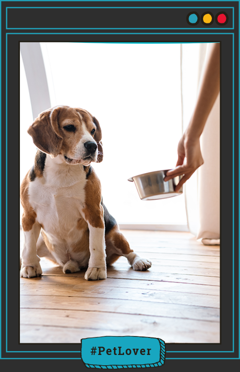cómo prevenir enfermedades en perros