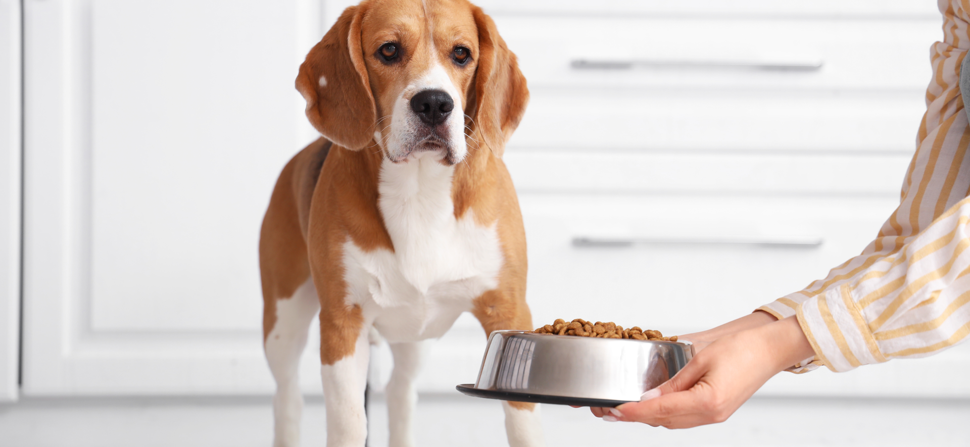 Nutriss, nutrición preventiva perros