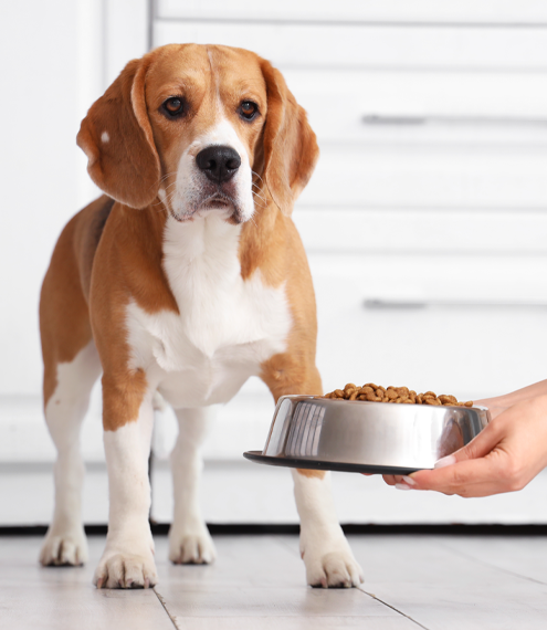 Nutriss, nutrición preventiva perros