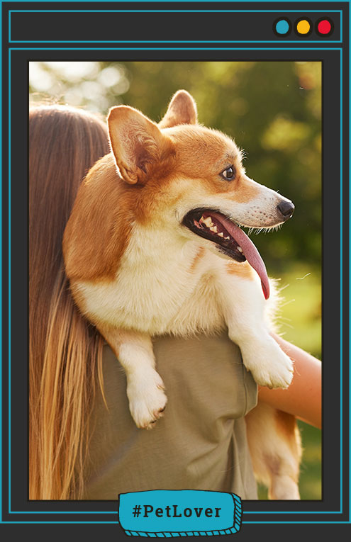 cuidado de perros