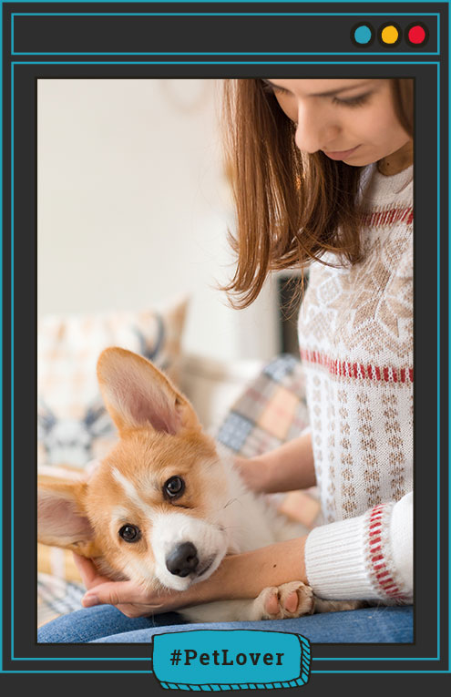 alimentación para perros
