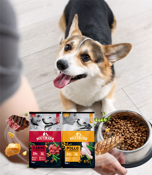 alimento para perros