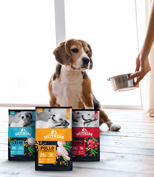 nutrición para perros