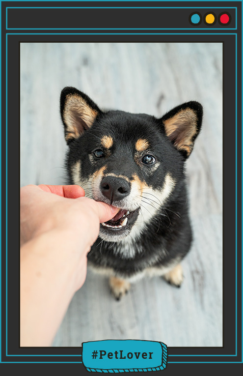 cuánto debe comer un cachorro