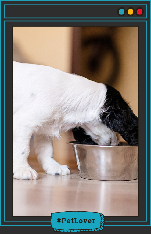 alimento Nutriss para perros