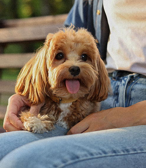 Combinar comida húmeda y seca para perros