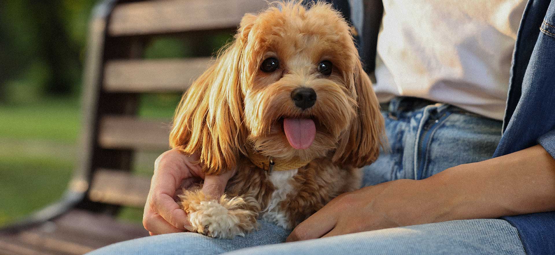 Combinar comida húmeda y seca para perros
