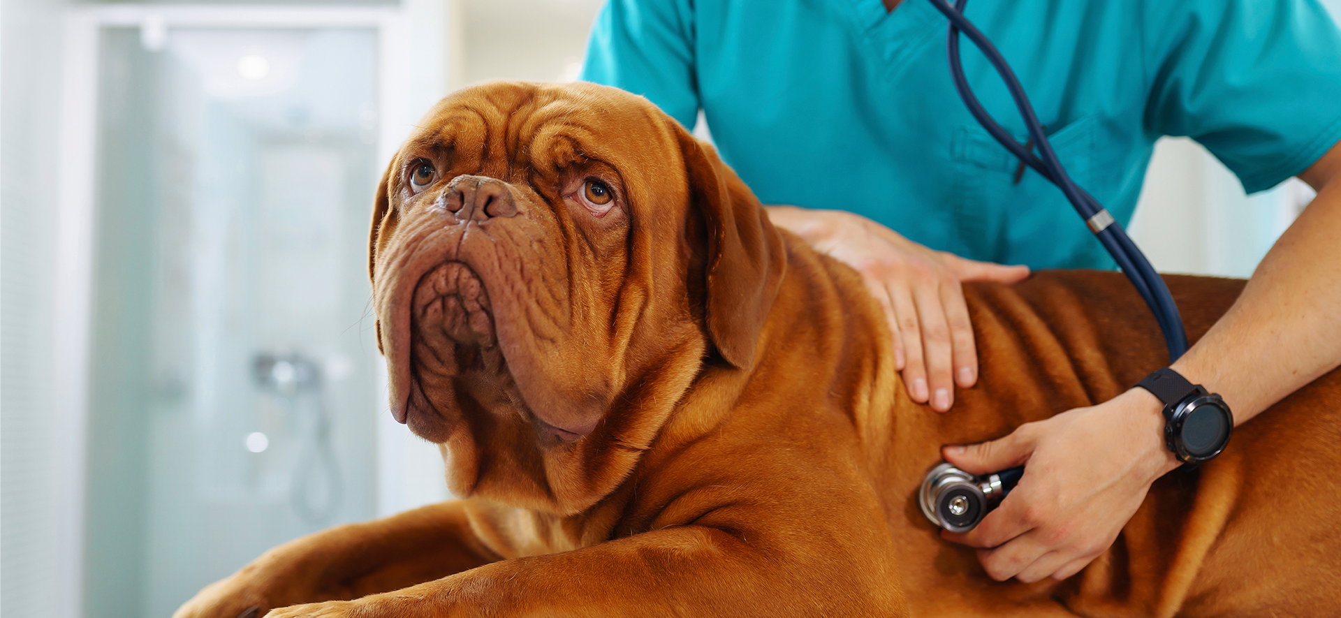 síntomas de pancreatitis en perros