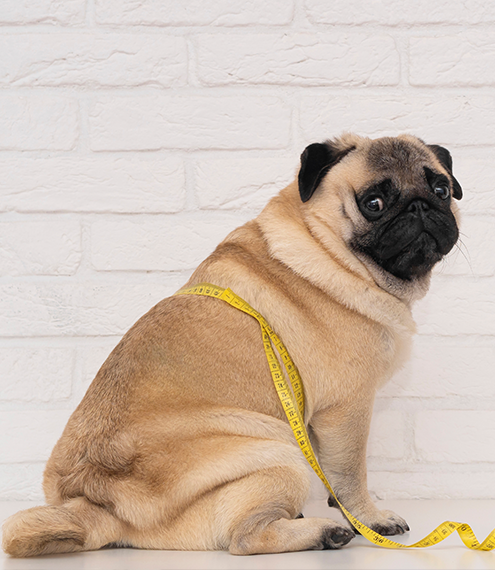 síntomas de pancreatitis en perros